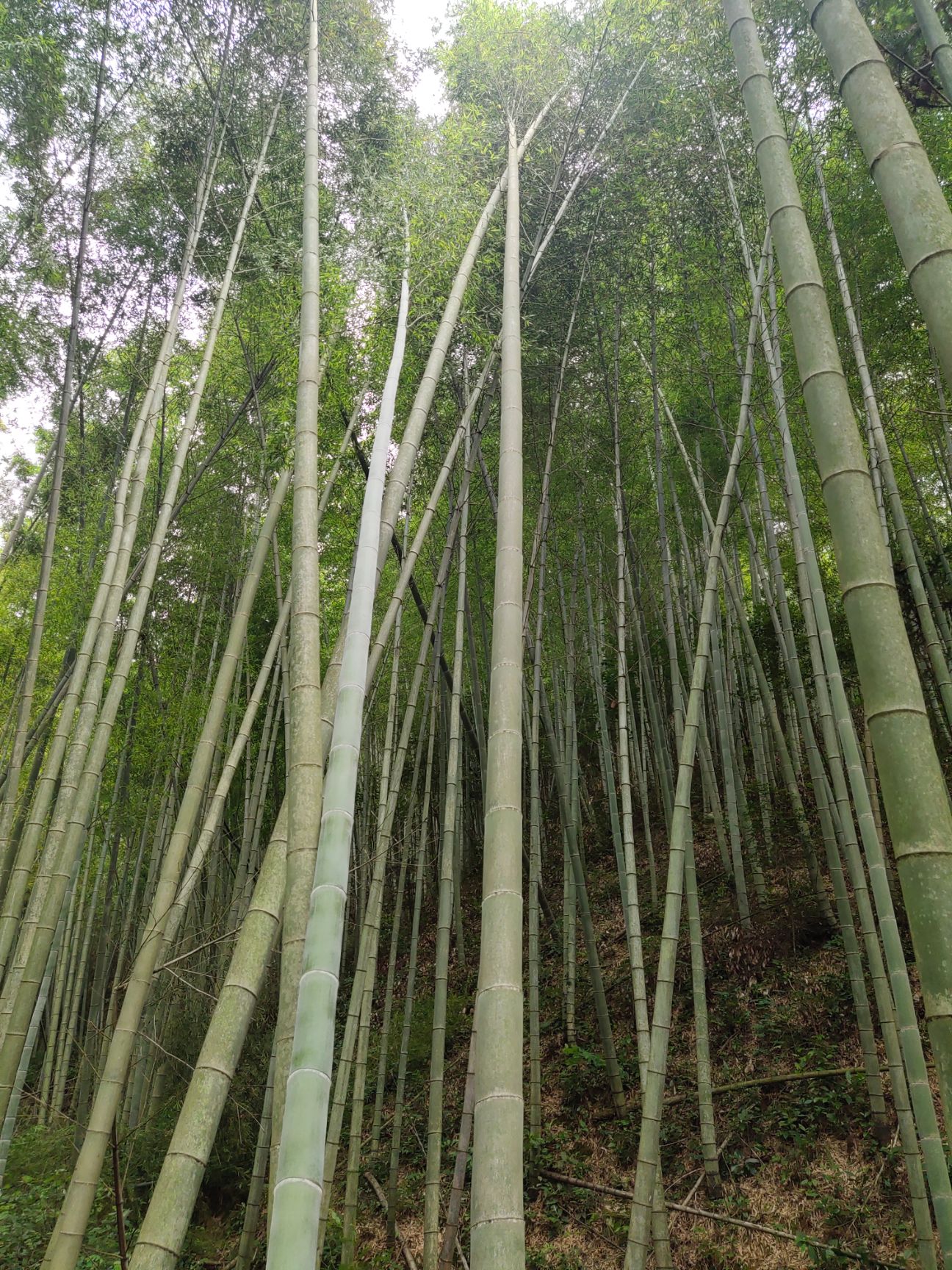 毛竹 