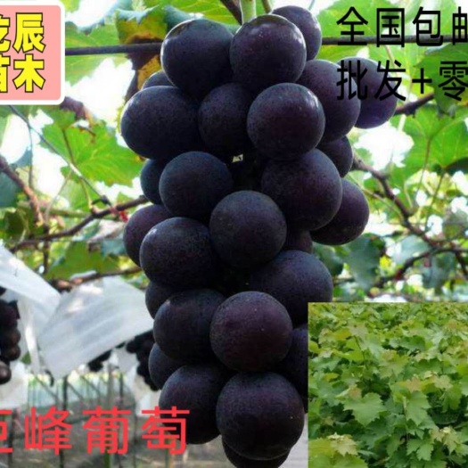 简阳市巨峰葡萄苗  30公分起统苗扦插苗