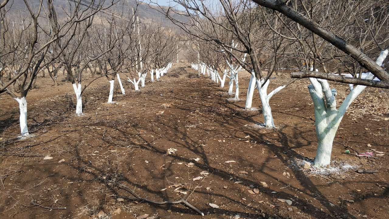 石灰  刷树粉