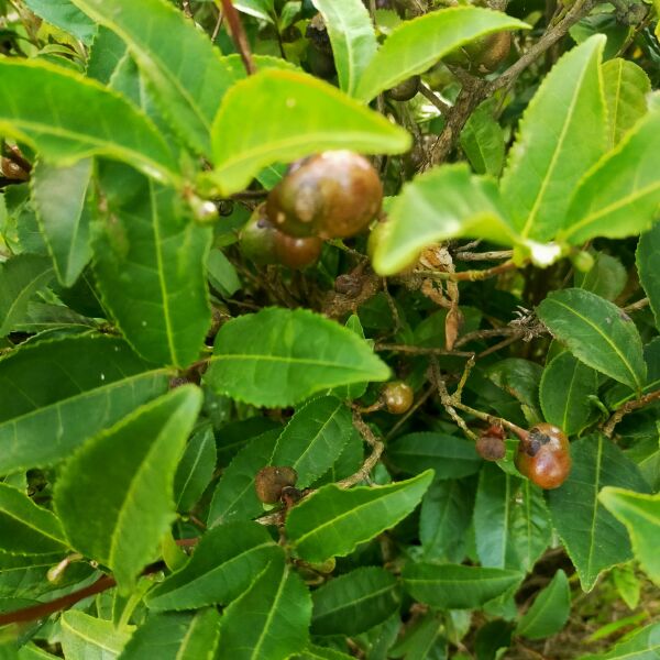 绿茶树苗 茶苗绿茶苗油茶茶树茶叶茶果油茶树