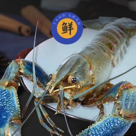 珠海澳洲淡水小龙虾 澳洲蓝龙虾
