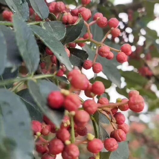 富平县 舌尖上的美味，陕西富平独有花椒(齐椒)