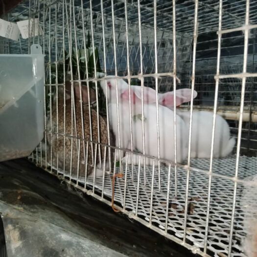 河池比利时兔  商品兔， 兔崽