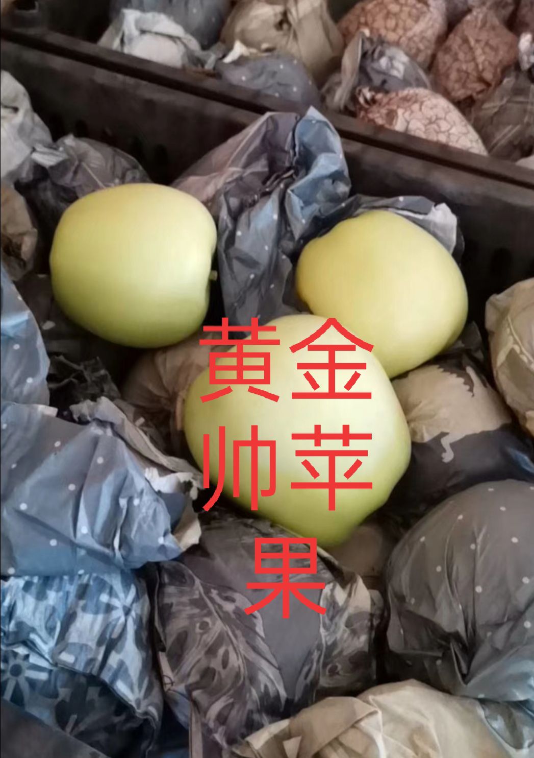 青苹果  金帅苹果，奥金苹果，王林苹果美八苹果