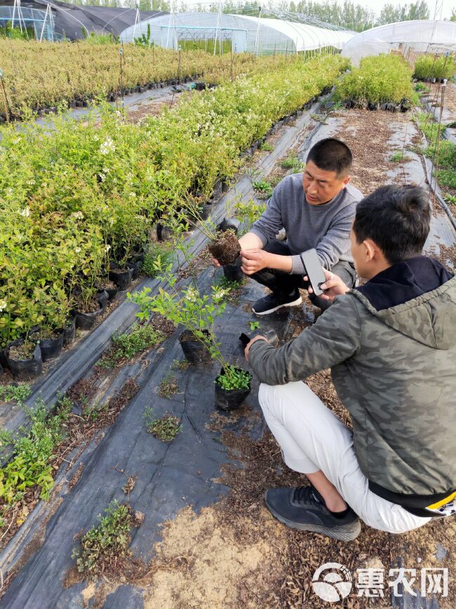 北高从蓝莓苗  批发3年蓝莓苗价格便宜 穴盘带杯蓝莓苗