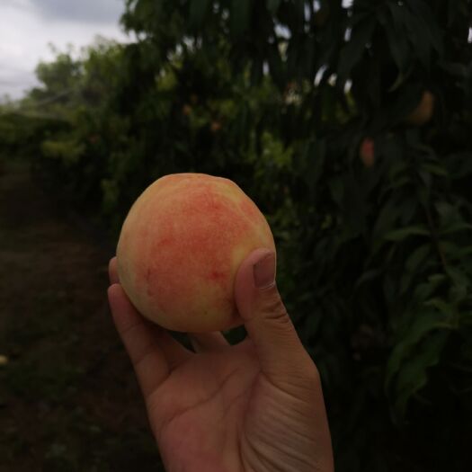 聊城永莲1号蜜桃 水蜜桃永莲蜜桃基地直供量大从优