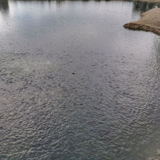 永州 水库鲤鱼