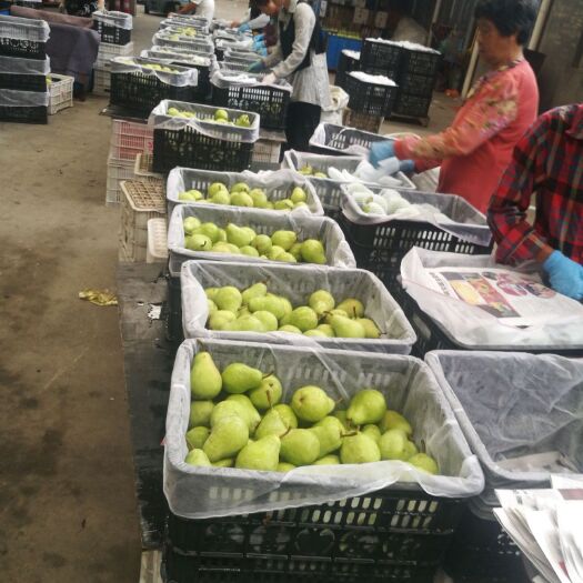 龙口市 大量高品质商品梨出售 价格详谈