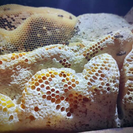 康县真正的农家土蜂蜜    一年只取一次蜜    老巢蜜