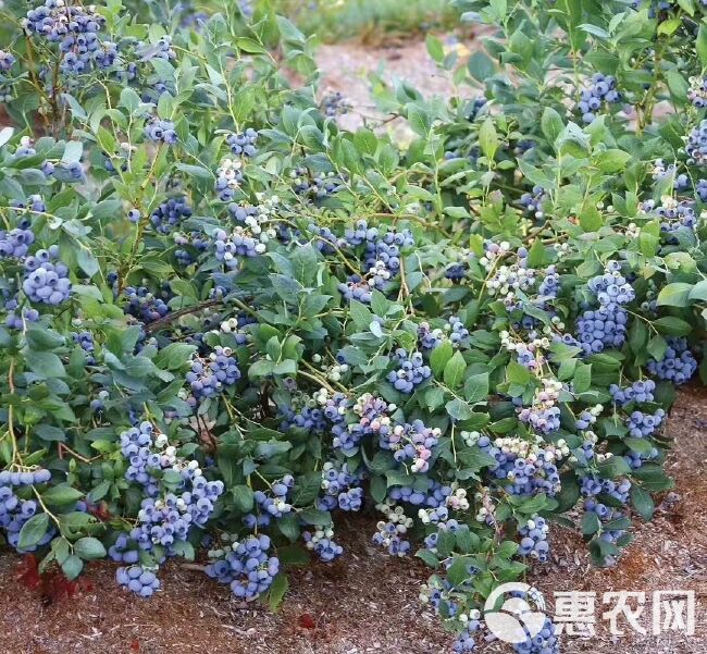 北高从蓝莓苗  批发3年蓝莓苗价格便宜 穴盘带杯蓝莓苗