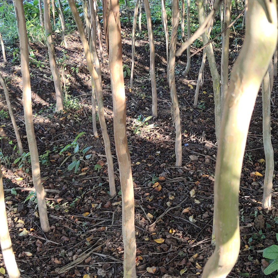  紫薇树苗