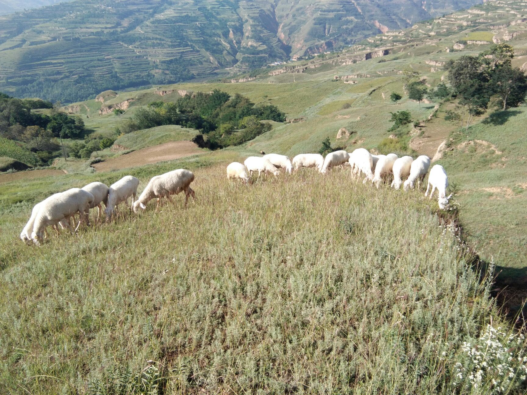 甘谷县天然草地 天然牧场，纯种湖羊，寒羊