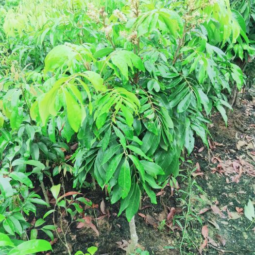 灵山县无核荔枝苗 基地直供应各种各样的果树苗，苗木靓绿，请各位老板下单