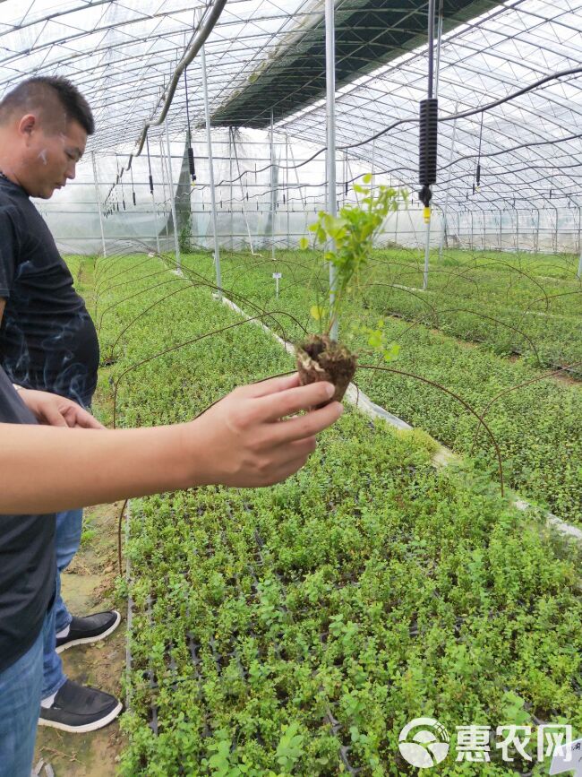 北高从蓝莓苗  批发3年蓝莓苗价格便宜 穴盘带杯蓝莓苗