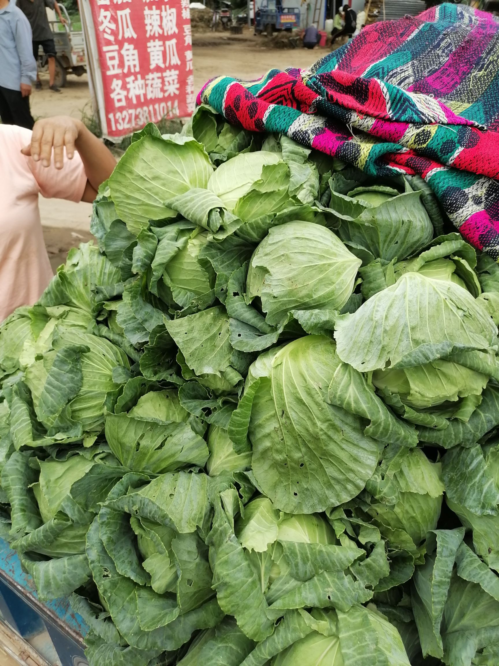 中甘21  郑州中牟包菜供应