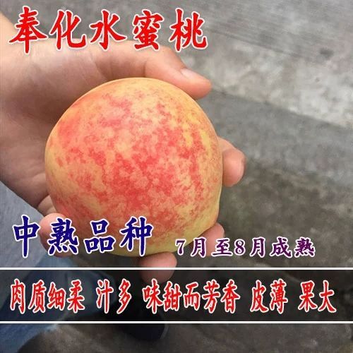 平邑县 奉化水蜜桃桃树苗当年结果水蜜桃嫁接桃树苗视频看货基地直供