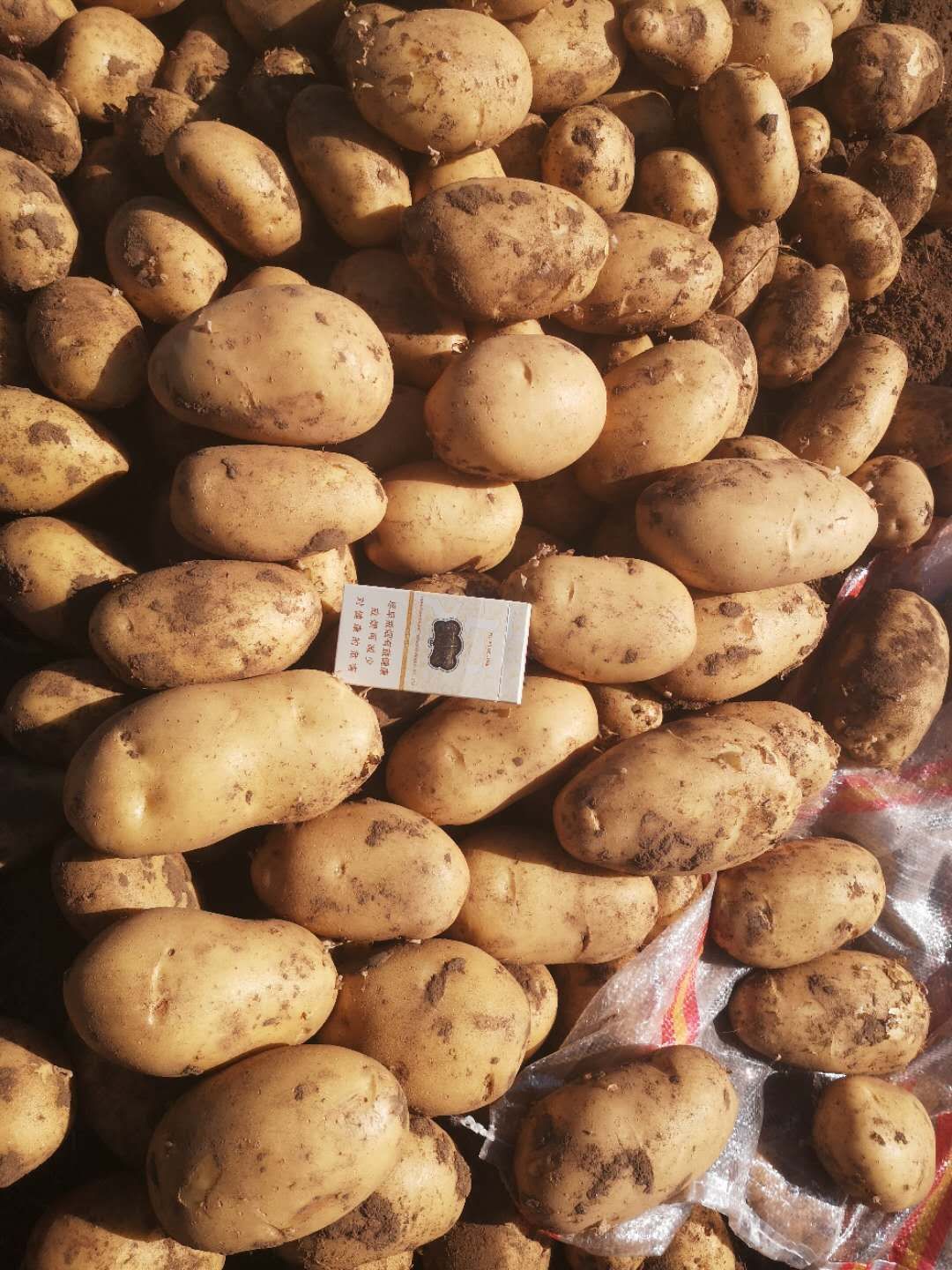 黄心土豆  希森6.光滑无草眼