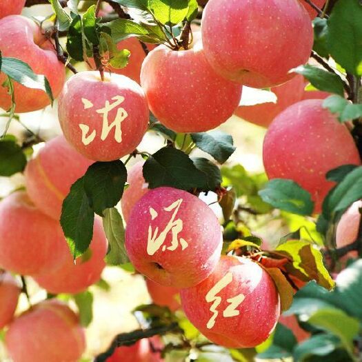 沂源县沂源红苹果 正宗沂源红，高品质，口感好