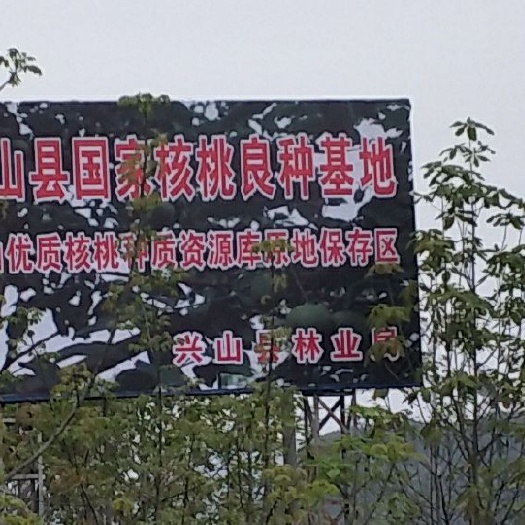 兴山县老树核桃 20mm以上 礼盒装 6-12个月