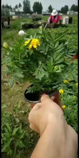 青州市 孔雀草