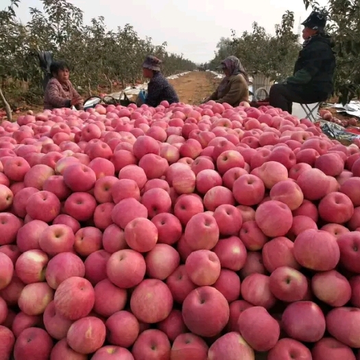 绥中县嘎啦苹果 货源充足