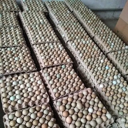 商河县七彩山鸡蛋，纯粮喂养，蛋黄大，蛋清粘稠，营养丰富
