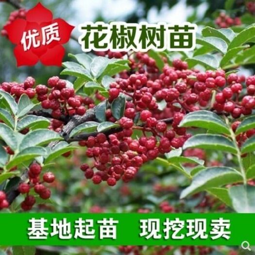 平邑县当年结果花椒树苗九叶青花椒苗麻椒树苗视频看货基地直供量大从优