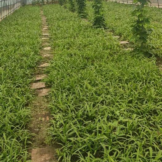 蓝田县紫花白芨苗  白芨苗  紫花三叉白芨苗产量高