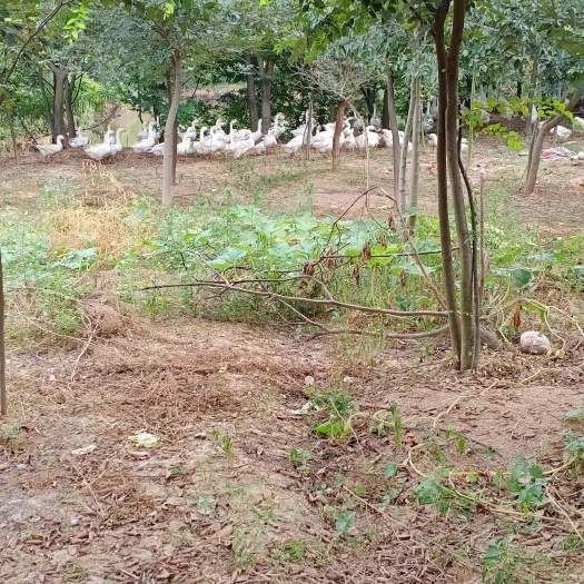 句容市肉鹅  散养老鹅