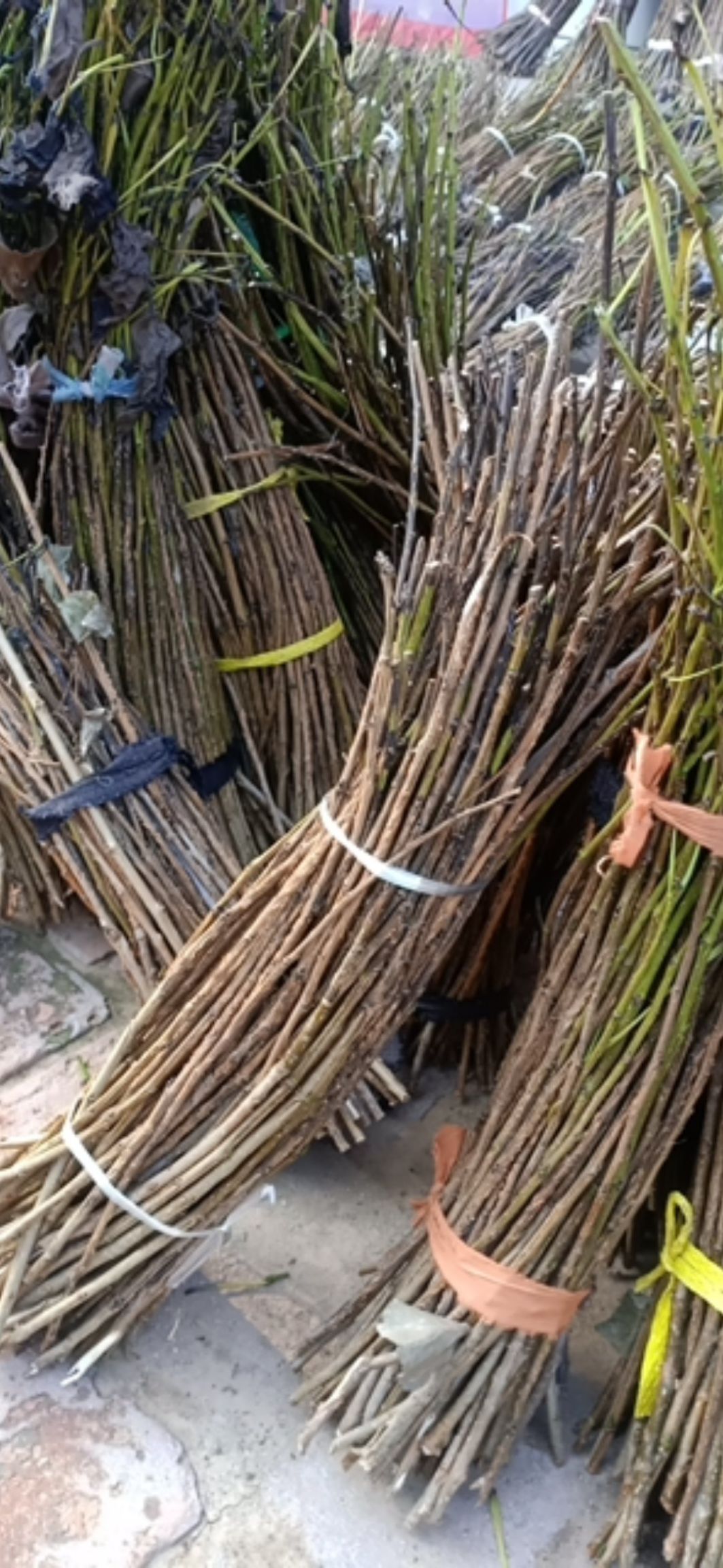 纯前期手选杨树金蝉卵枝条，出售生条，预定孵化条，保证质量