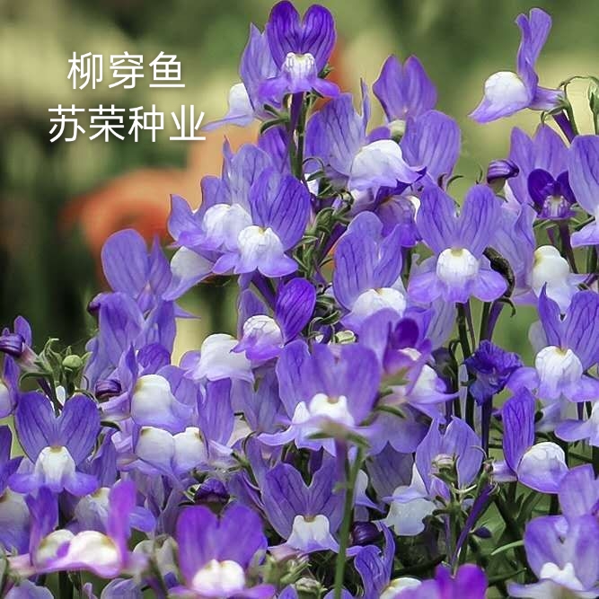 宿迁 柳穿鱼种子姬金鱼草种籽小金鱼草四耐寒多年生花卉种子可到付