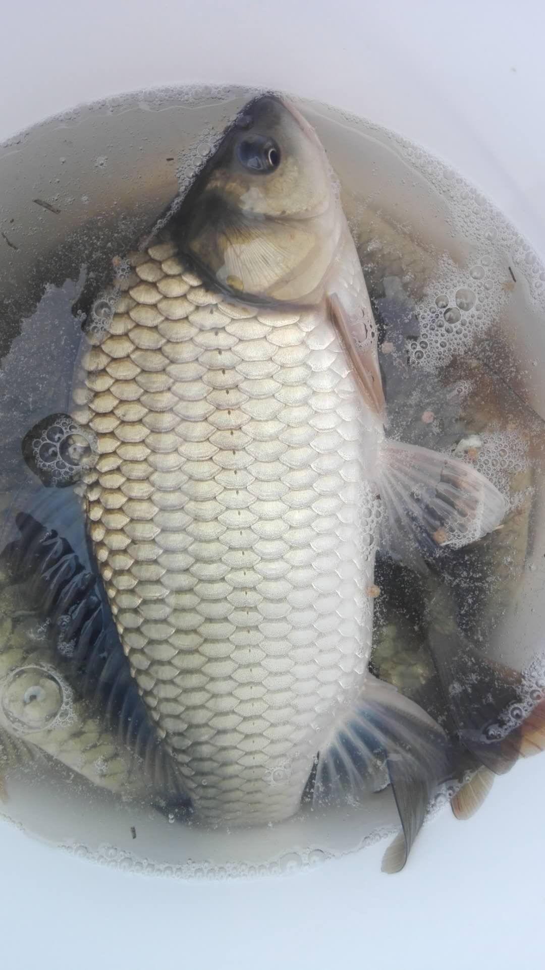 热销湘云鲫  池塘鲫鱼 良种鲫鱼先科巨鲫 抬网起鱼送货上门