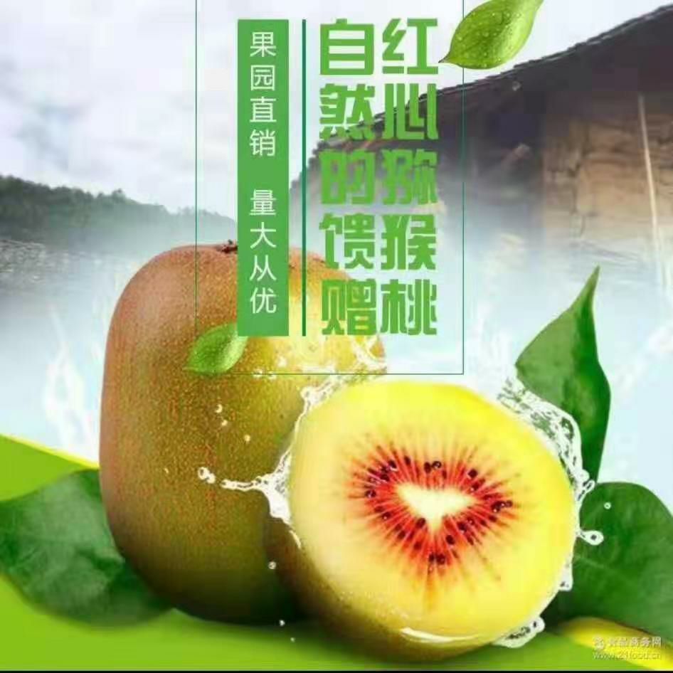 狗枣猕猴桃苗 四川省苍溪县红心猕猴桃