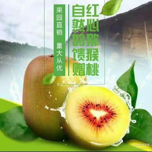 苍溪县狗枣猕猴桃苗 四川省苍溪县红心猕猴桃