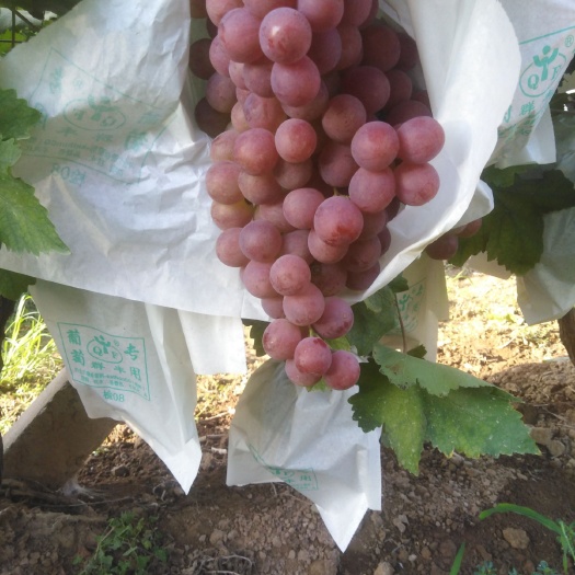 蒲城县红提
