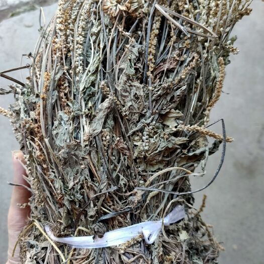惠水县车前草