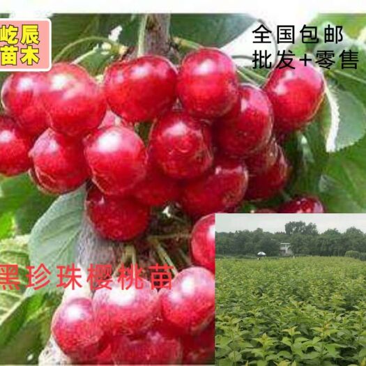 简阳市黑珍珠苗  0.6公分以上统苗，全是嫁接苗