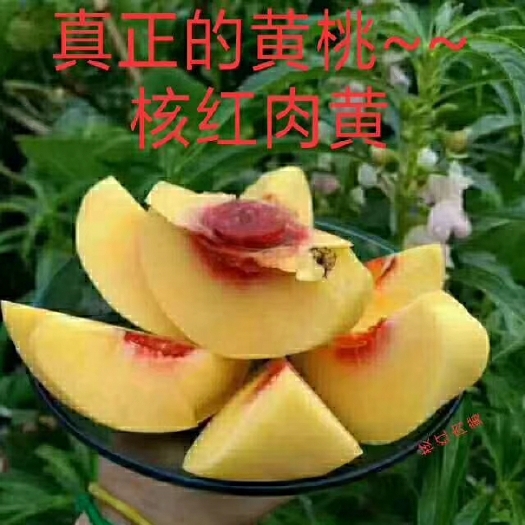 永顺县 香、脆、甜，凤栖黄桃