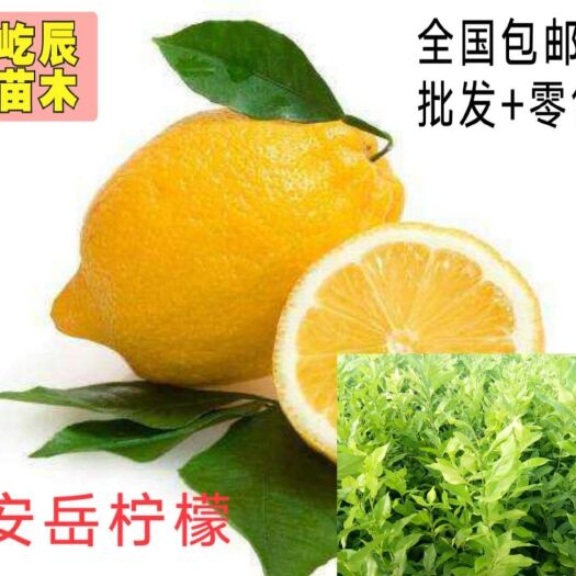 简阳市尤力克柠檬苗  嫁接柠檬苗  高度30公分起统苗