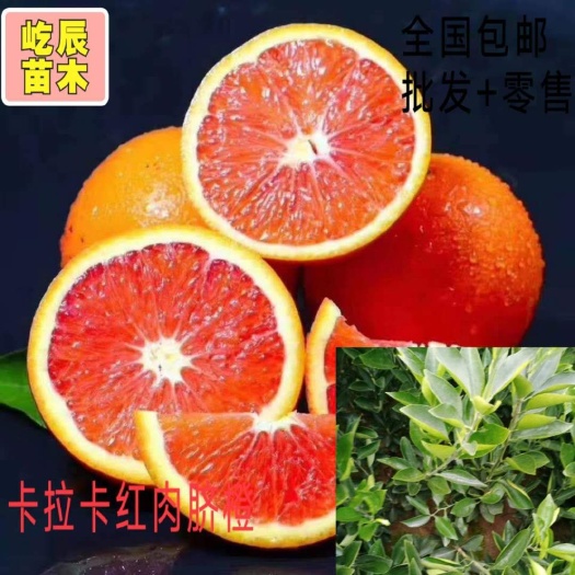 简阳市卡拉卡拉红肉脐橙苗  卡拉卡拉红肉脐橙30公分以上统货