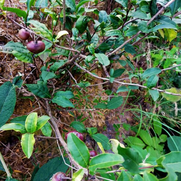 绿茶树苗 茶苗绿茶苗油茶茶树茶叶茶果油茶树