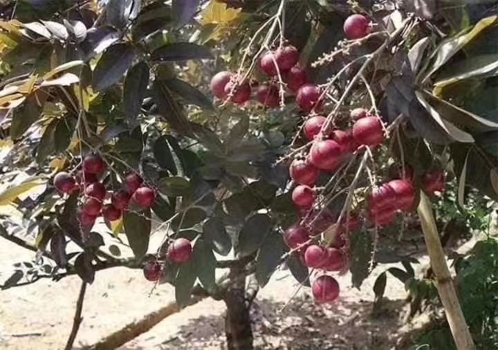 灵山县 泰国红皮龙眼苗