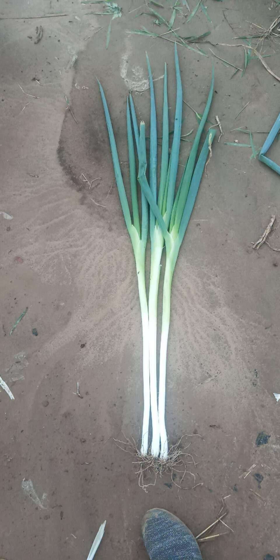 长白大葱  高长白，粗细各种规格皆有