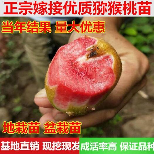 平邑县 当年结果红心猕猴桃树苗黄心猕猴桃树苗嫁接猕猴桃苗量大从优