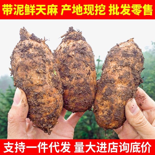 宁强县红天麻  鲜天麻产地现挖带泥新鲜天麻5斤起发各种规格批发量大