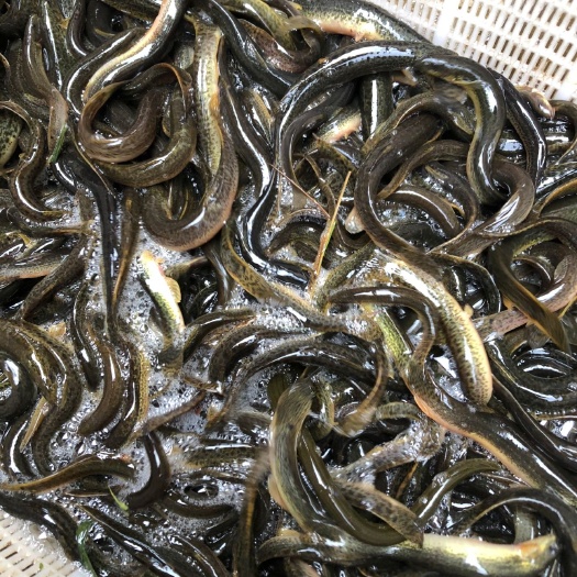 泥鳅  3-5cm 35尾/公斤