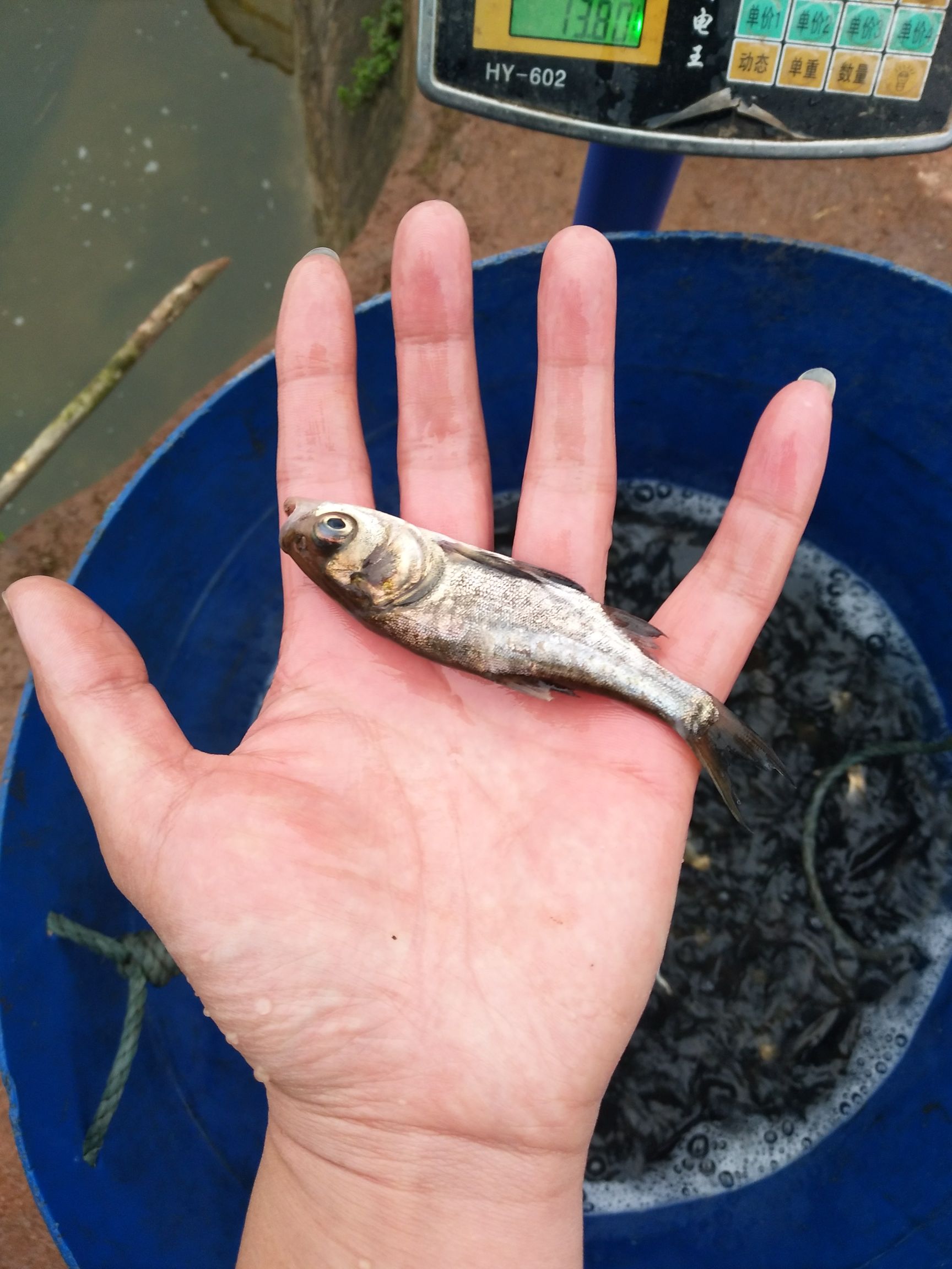 大头鱼鱼苗  花鲢苗  【花鲢鱼苗又称胖头鱼】淡水养殖，基地
