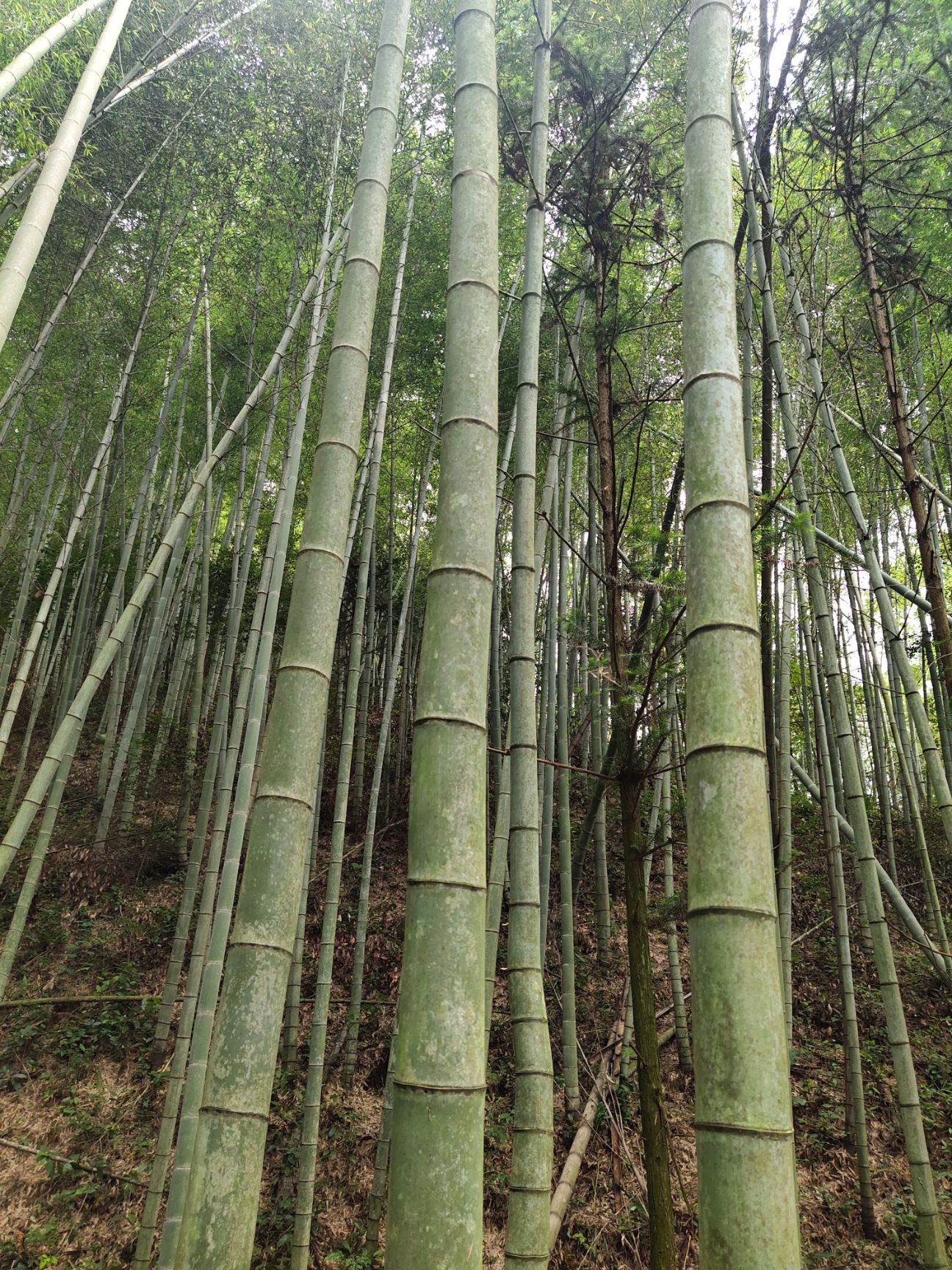 毛竹 