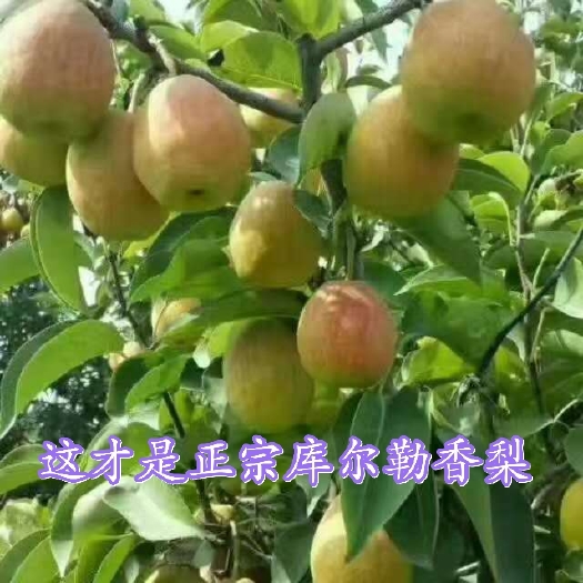 库尔勒市 库尔勒香梨产地梨园直发