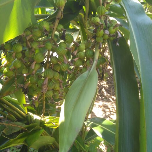 屏山县香砂仁  香砂，鲜果，